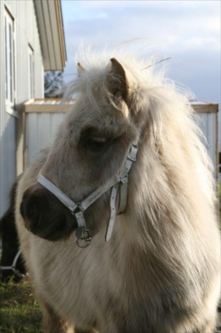 Shetlænder Stjernens Percy billede 9