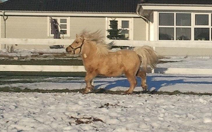 Shetlænder Stjernens Percy billede 6