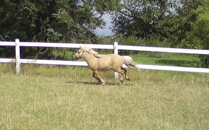 Shetlænder Stjernens Percy billede 7