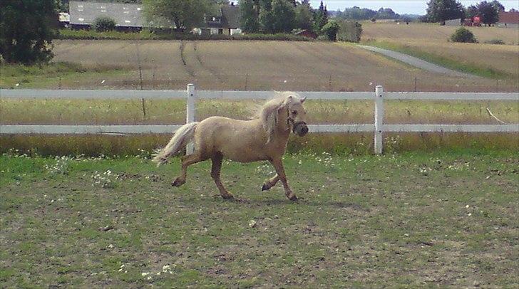 Shetlænder Stjernens Percy billede 8