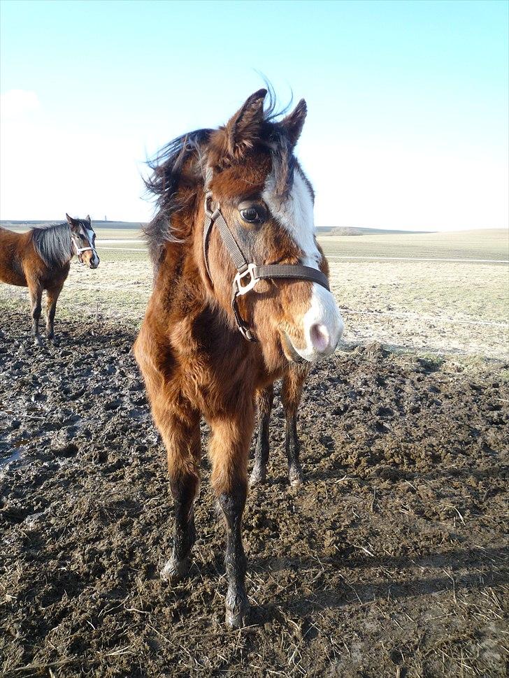 Welsh Partbred (Sec F) Holstegårds Walde billede 7