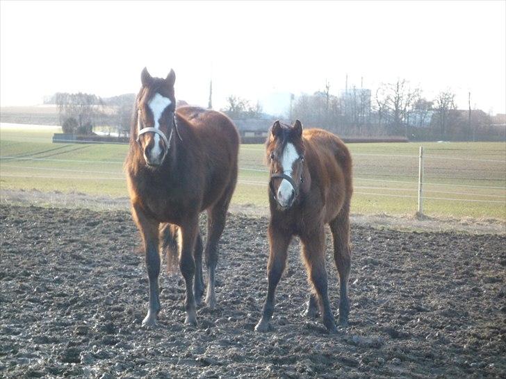 Welsh Partbred (Sec F) Holstegårds Walde billede 8
