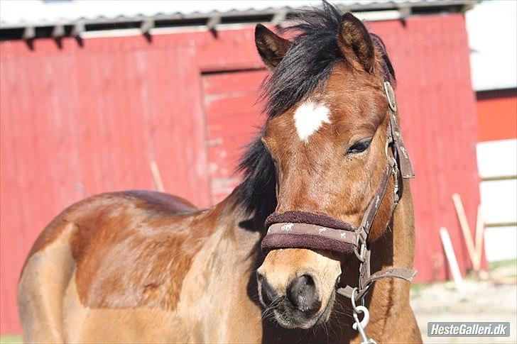 New Forest Egeballes Diesel <3 Solgt :( billede 8