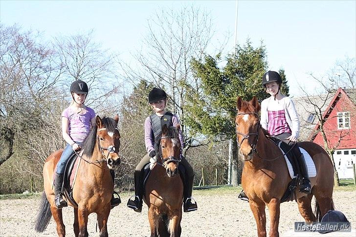 New Forest Egeballes Diesel <3 Solgt :( billede 12