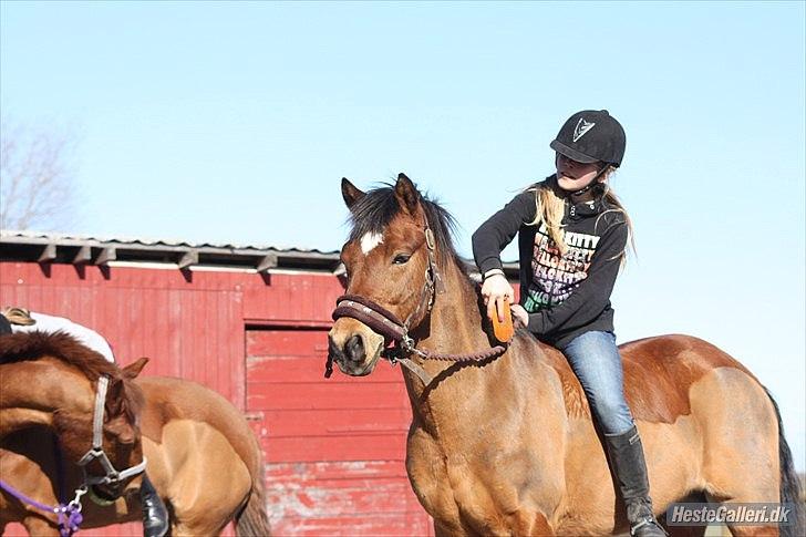 New Forest Egeballes Diesel <3 Solgt :( billede 13