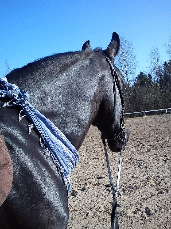 Oldenborg Larissha - Chris med sidepull og mit tørklæde (: D.11/4 2011 billede 9