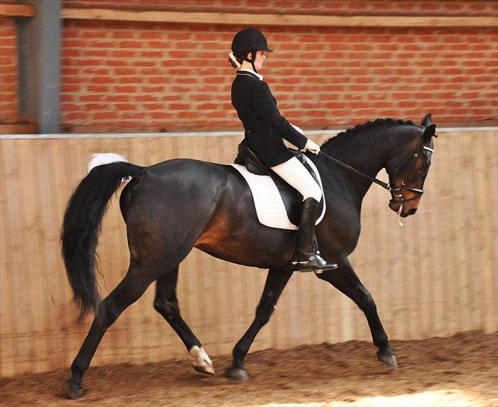 Dansk Varmblod Aristo - Stævne i Svankjær d. 9. april 2011, LA2 - lvh-foto.dk billede 5