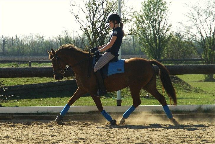 Tysk Sportspony Santa Fee SOLGT billede 8