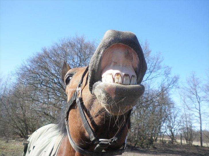 New Forest Thrustfull billede 16