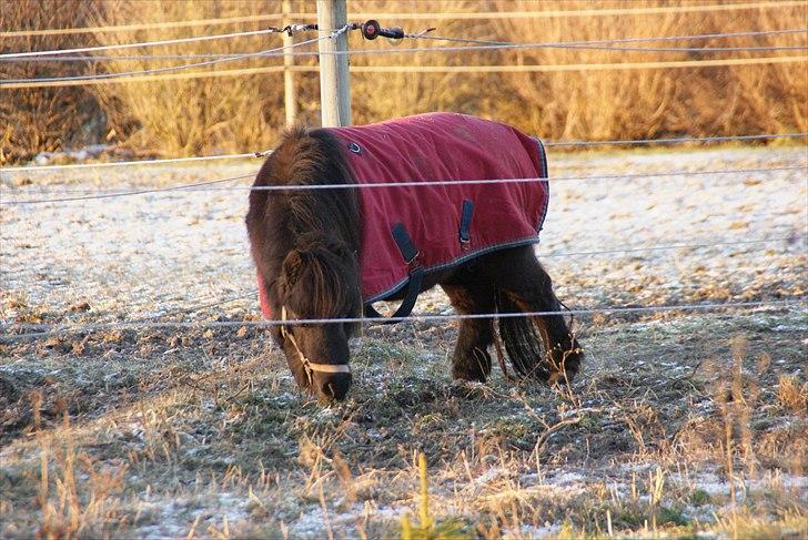 Shetlænder : • Stjernens Tilde • billede 11