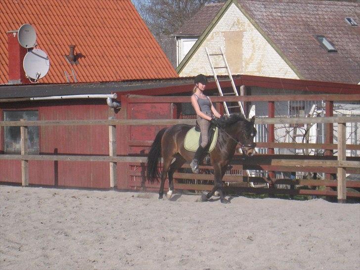 Anden særlig race Troldegårdens Bailey  billede 11