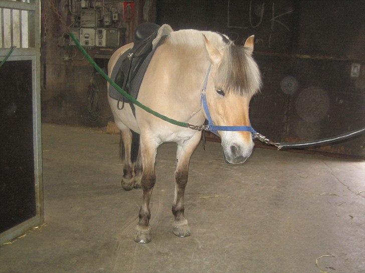 Fjordhest Cloe  - her står cloe hun er lige blevet striglet og næsten faldt i søvn (cloe det er våvne tid cloe vi skal ride nu cloe ) billede 2