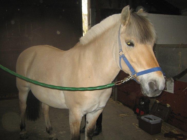 Fjordhest Cloe  billede 3