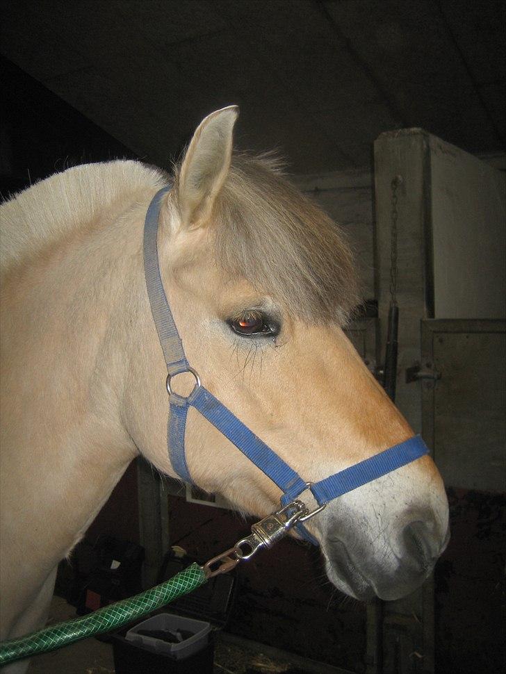 Fjordhest Cloe  billede 4