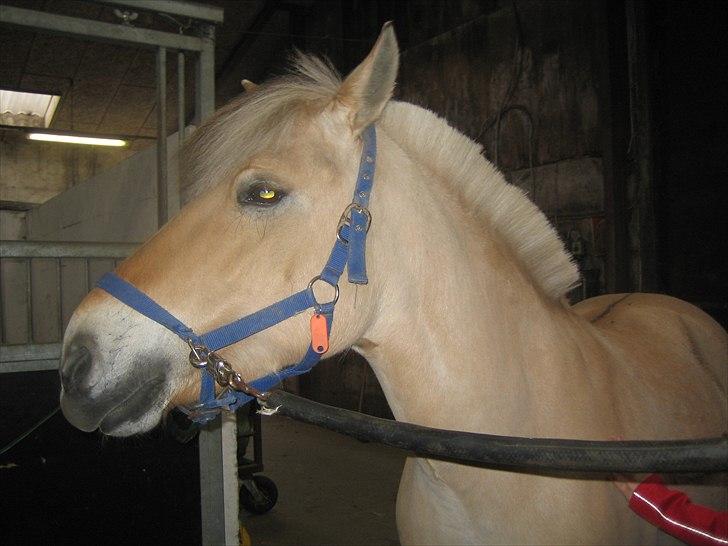 Fjordhest Cloe  billede 5