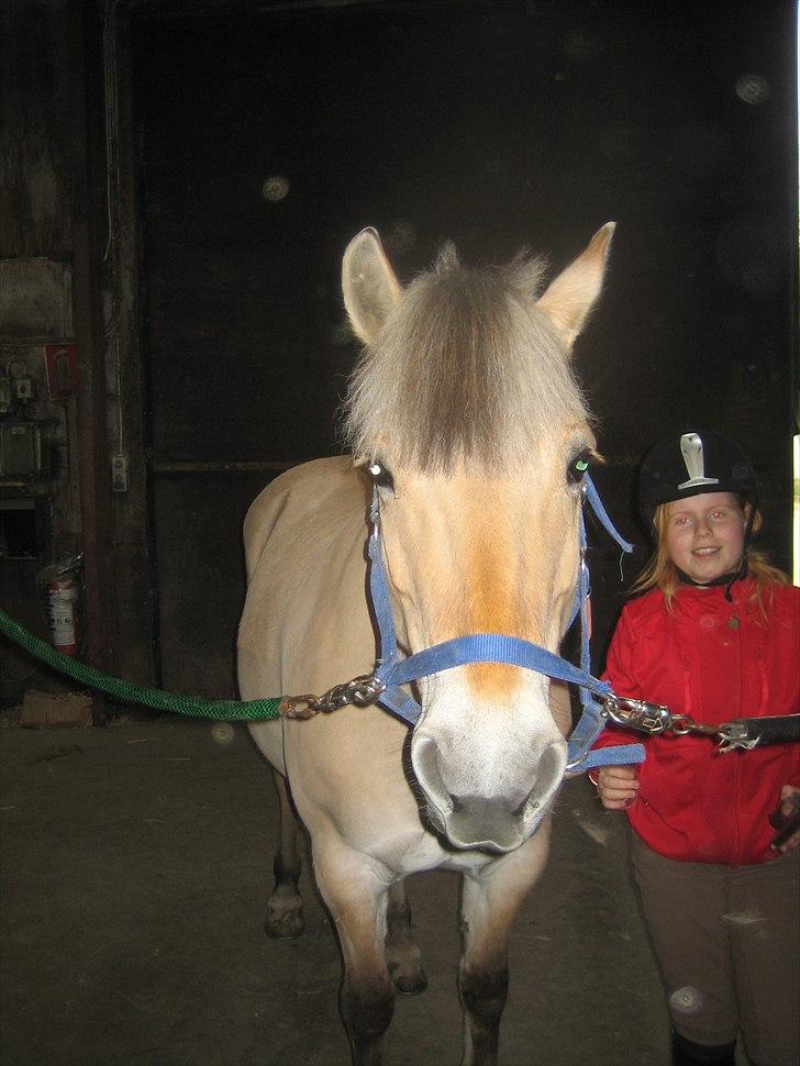 Fjordhest Cloe  billede 7