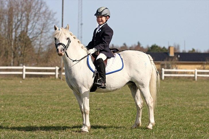 Welsh Mountain (sec A) schnoor`s tifan faye billede 2