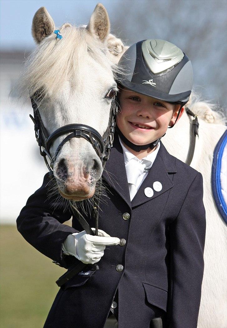 Welsh Mountain (sec A) schnoor`s tifan faye billede 9