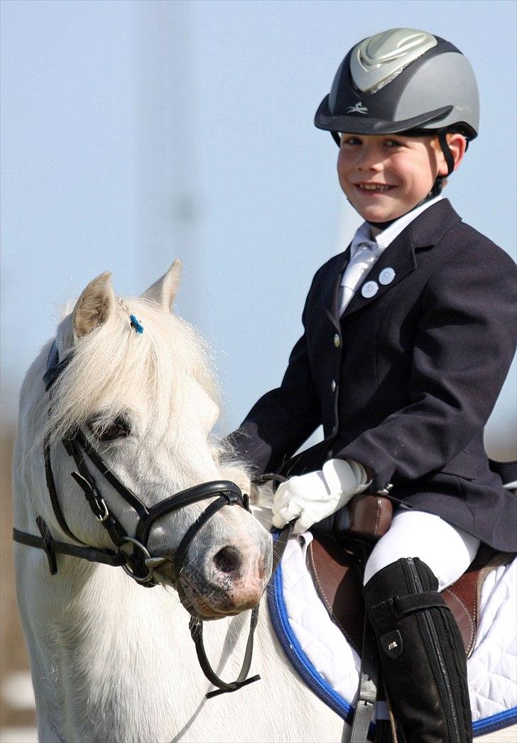 Welsh Mountain (sec A) schnoor`s tifan faye billede 10