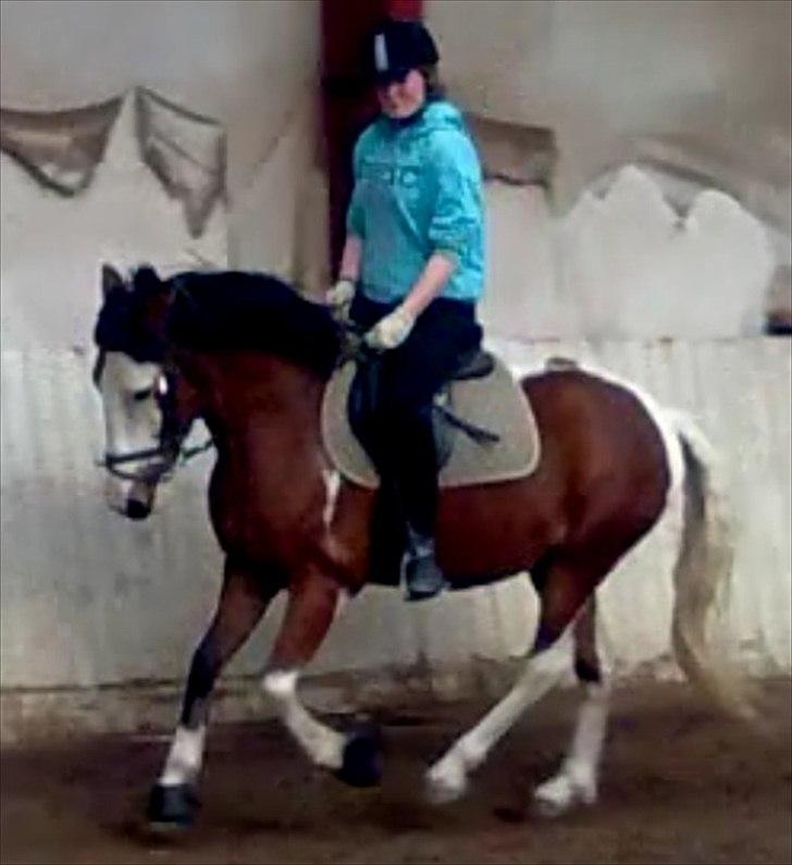 Anden særlig race Blanding - Aladdin <3 - se mig galopere xD er jeg ikke dygtig? billede 12