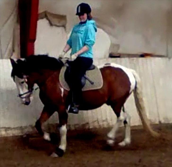 Anden særlig race Blanding - Aladdin <3 - men se lige den trav.. billede 13