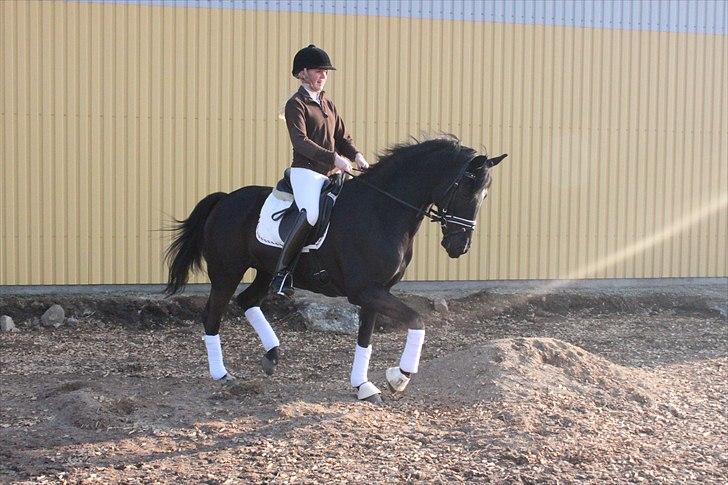 Anden særlig race Miss Money Penny (Sorte) - her ligner hun en hest :)  billede 10