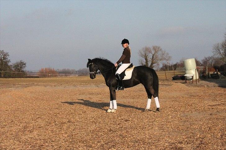 Anden særlig race Miss Money Penny (Sorte) - 5. gang jeg rider hende  billede 11