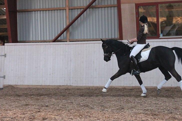 Anden særlig race Miss Money Penny (Sorte) - jeg kan godt noget med mine forben :) <3  billede 12