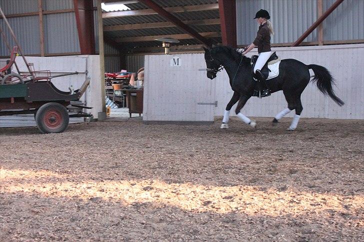 Anden særlig race Miss Money Penny (Sorte) - 5. gang jeg rider hende  billede 13