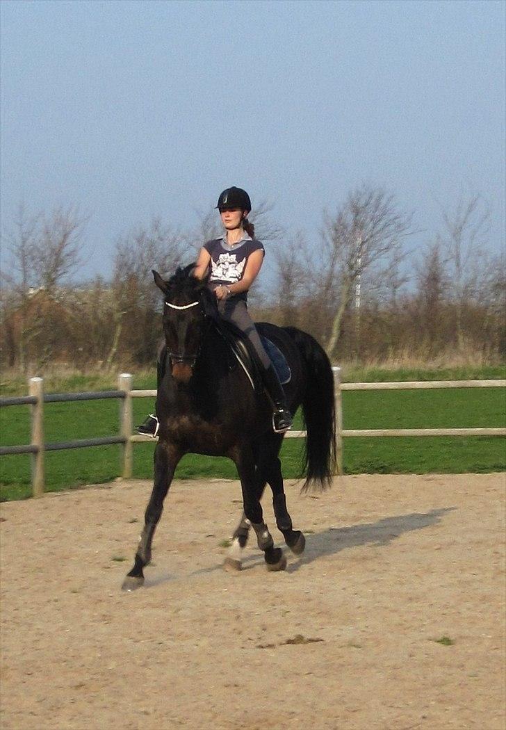 Dansk Varmblod Aristo - Træning derhjemme den 21. april 2011 billede 4