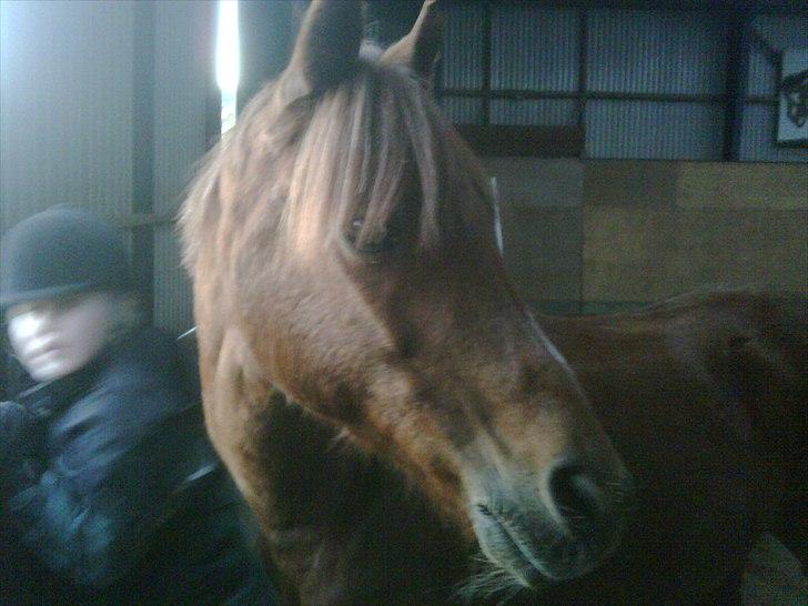 DSP Friis Attila billede 12