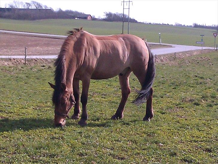 Anden særlig race Jolly - Velkommen til Jollys profil :) Smid gerne en kommentar og en bedømmelse inden i smutter d; billede 1