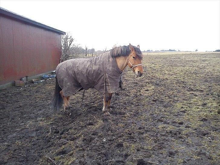Anden særlig race Jolly billede 2