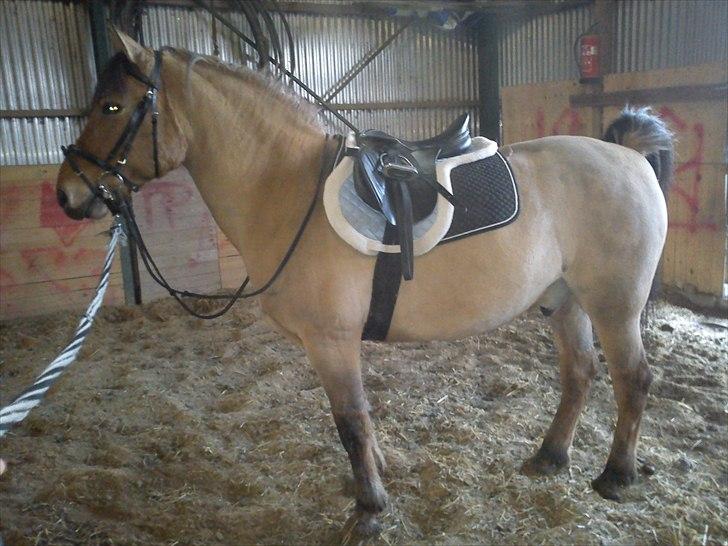 Anden særlig race Jolly - På vej ind i hallen for at ride en tur. billede 3