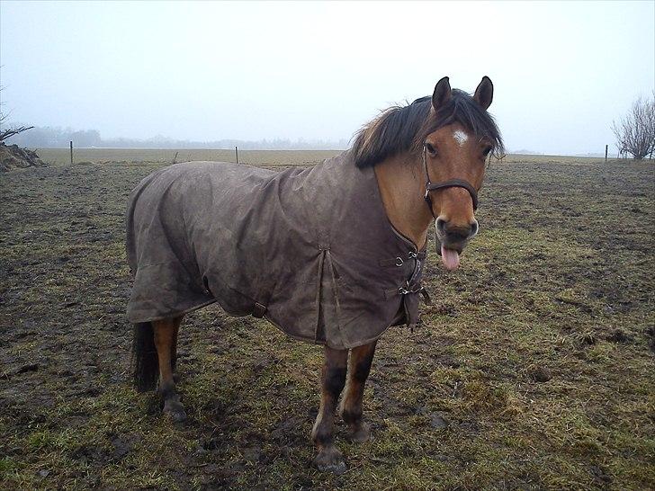 Anden særlig race Jolly billede 4