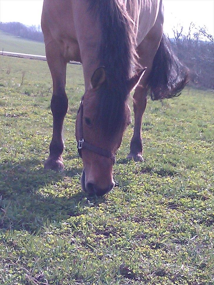 Anden særlig race Jolly billede 5