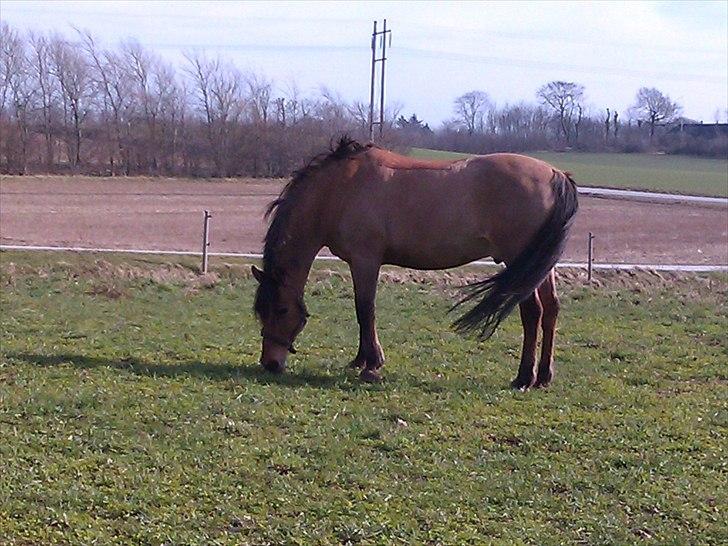 Anden særlig race Jolly billede 6