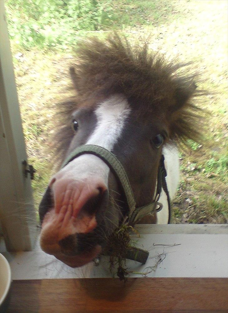 Shetlænder Buller The Bandit - 23/5-2011 billede 1