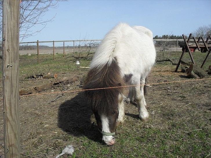 Shetlænder Buller The Bandit - 10/4-2011 billede 7