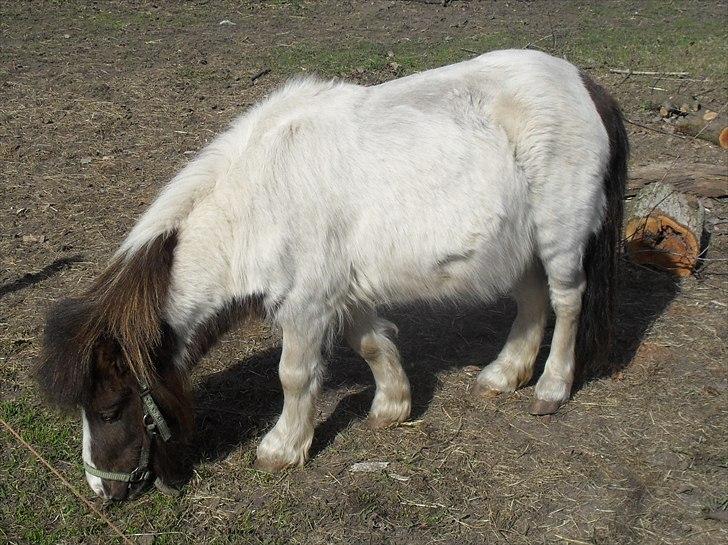 Shetlænder Buller The Bandit - 10/4-2011 billede 8