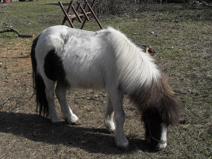 Shetlænder Buller The Bandit - 10/4-2011 billede 9