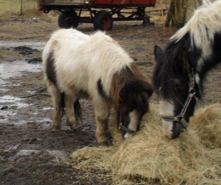 Shetlænder Buller The Bandit - 28/1-2011 billede 10