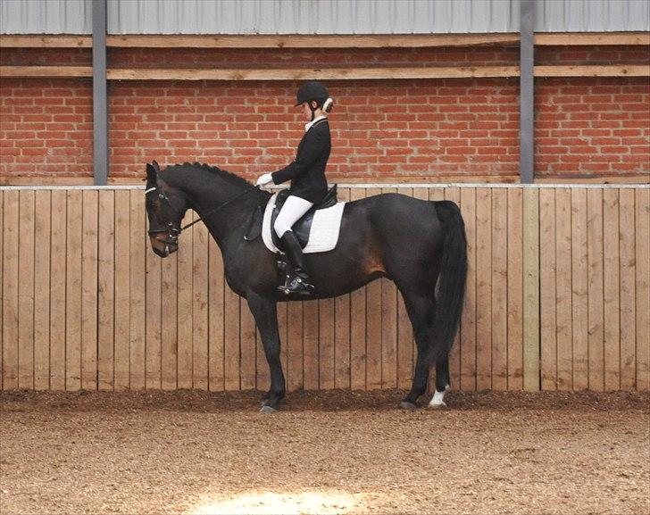 Dansk Varmblod Aristo - Stævne i Svankjær d. 9. april 2011, LA1 - lvh-foto.dk billede 10