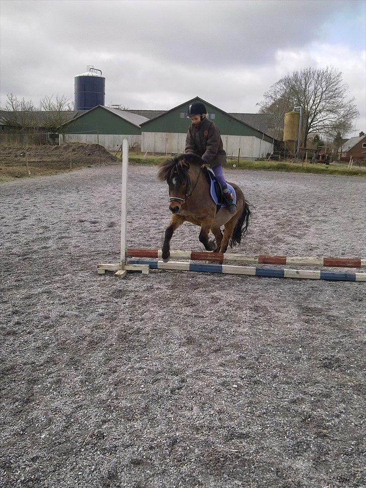 Anden særlig race Sesam  SOLGT - sesam og jeg springer for 4´ er gang billede 17