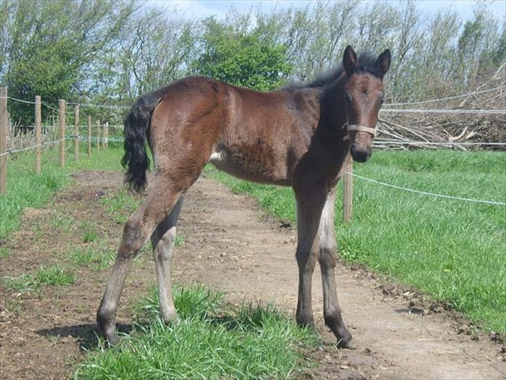 {{currentPhoto.altText}} billede {{currentPhoto.number}}