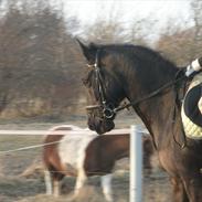 Anden særlig race Maze