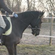 Anden særlig race Maze