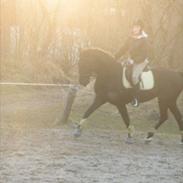 Anden særlig race Maze