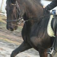 Anden særlig race Maze