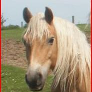 Haflinger Tessie